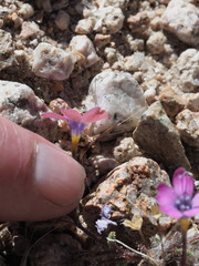 Gilia cana