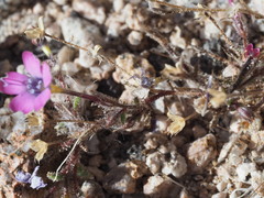 Gilia cana