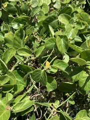 Cynanchum obtusifolium