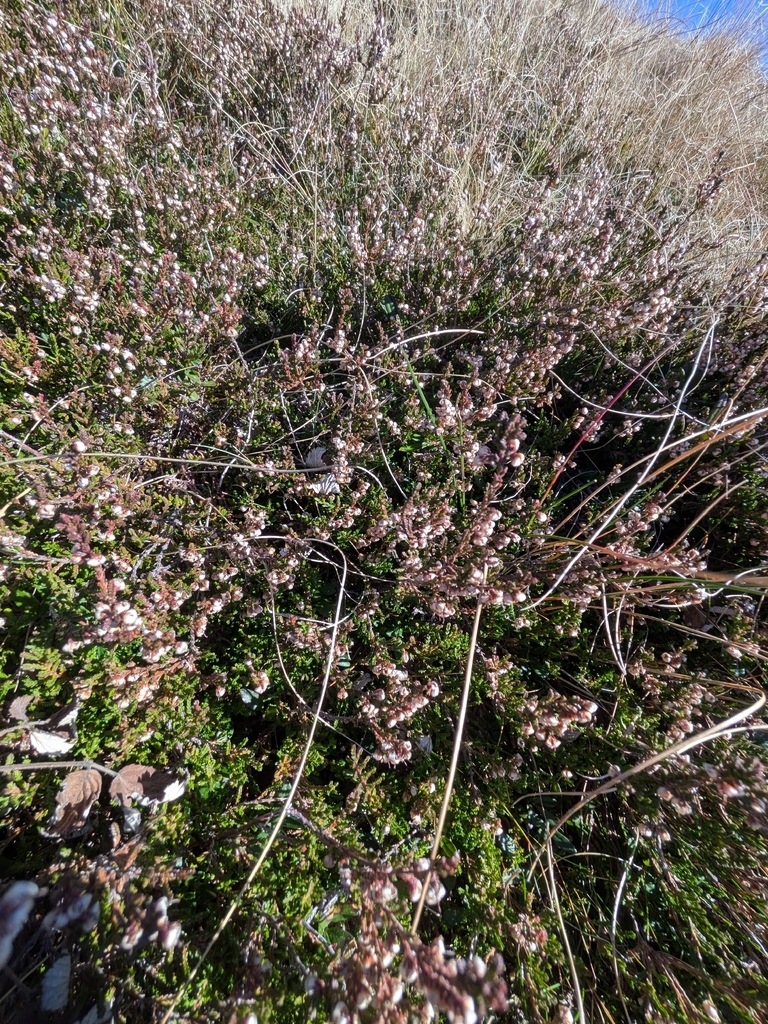 Calluna vulgaris