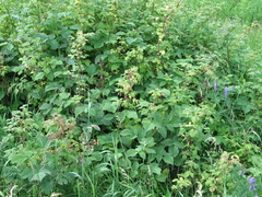 Rubus idaeus idaeus