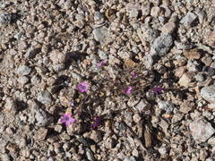 Gilia cana