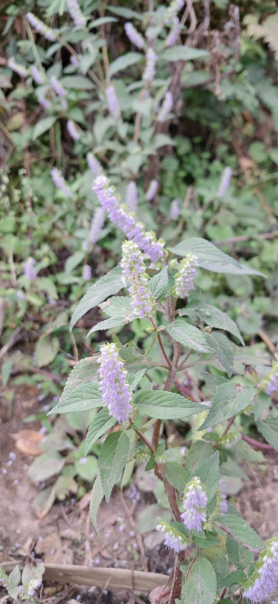 Crested Latesummer Mint (Elsholtzia ciliata)