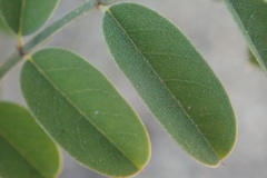 Indigofera fruticosa
