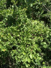 Cynanchum obtusifolium