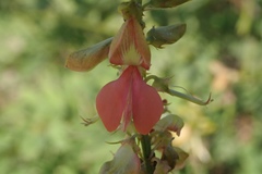Indigofera fruticosa