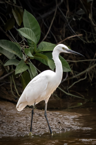 Little Egret