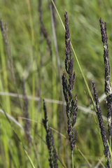 Calamagrostis inexpansa