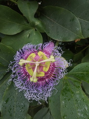 Passiflora cincinnata