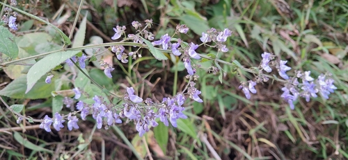 Mountain Teacost (Isodon inflexus)