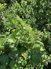 Cynanchum obtusifolium