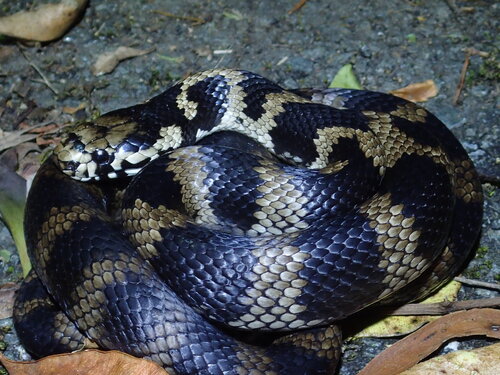 Stephens' Banded Snake sighting