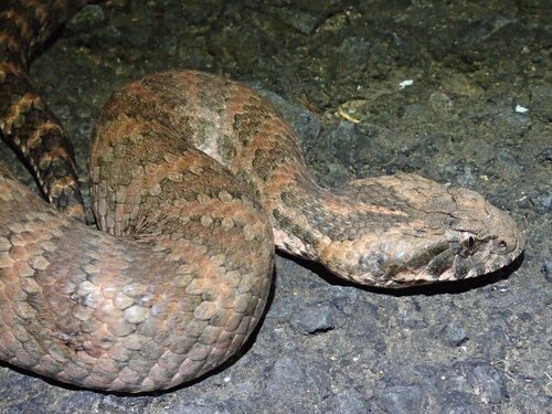 Southern Death Adder sighting