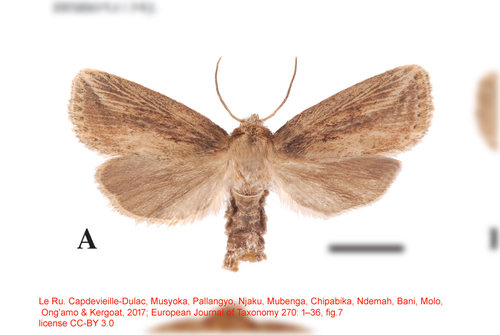 Poecopa mediopuncta