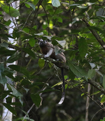Saguinus leucopus