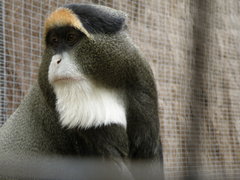 Cercopithecus