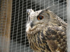 Bubo