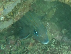 Haemulon carbonarium