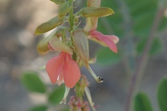 Indigofera fruticosa