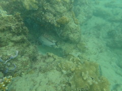 Haemulon carbonarium