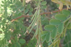 Indigofera fruticosa