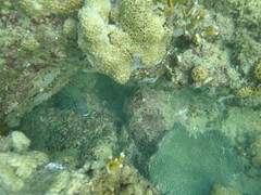 Haemulon carbonarium