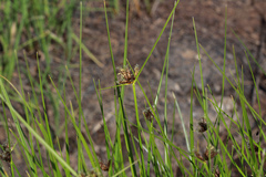 Bolboschoenus planiculmis