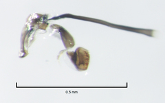 Liriomyza flavocentralis