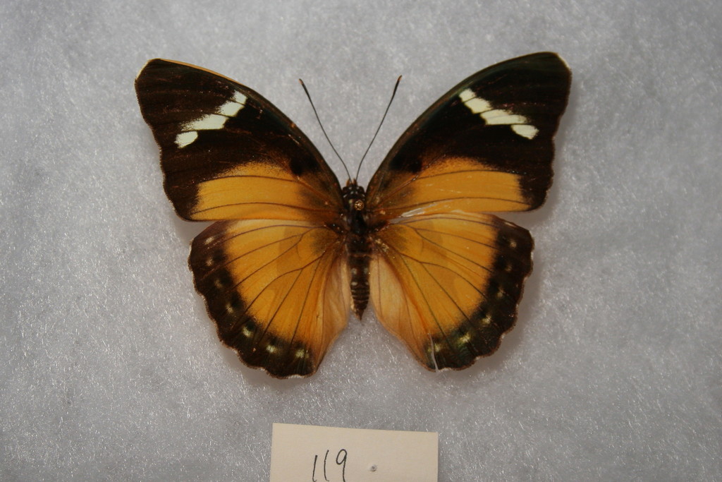 chestnut orange forester