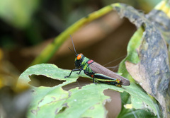 Coscineuta trochilus
