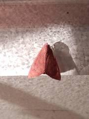 Anomis illita