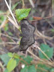 Bolla clytius