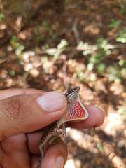 Anolis immaculogularis