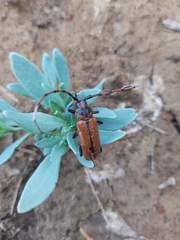 Stenaspis verticalis