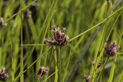Bolboschoenus planiculmis