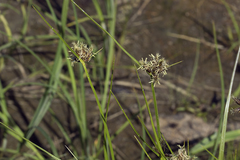 Bolboschoenus planiculmis