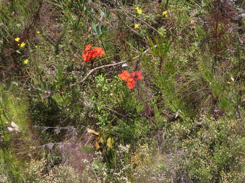 Image of Harveya stenosiphon by (c) linkie, some rights reserved (CC BY)