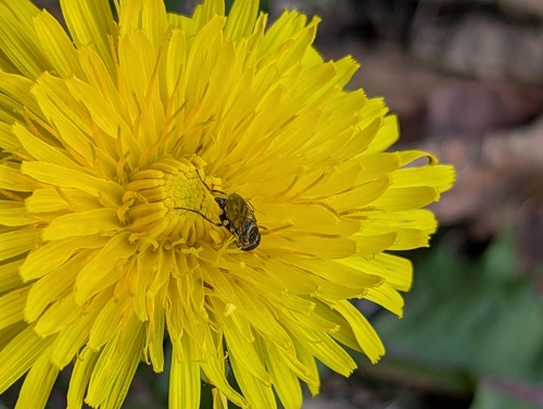 Unknown species found near Battle Creek, St Paul, MN, USA