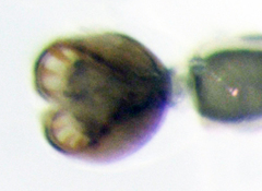 Liriomyza flavocentralis