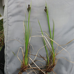 Carex lenticularis