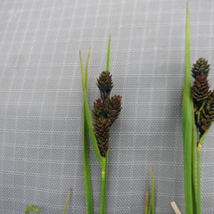 Carex lenticularis