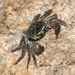 Parasesarma indiarum