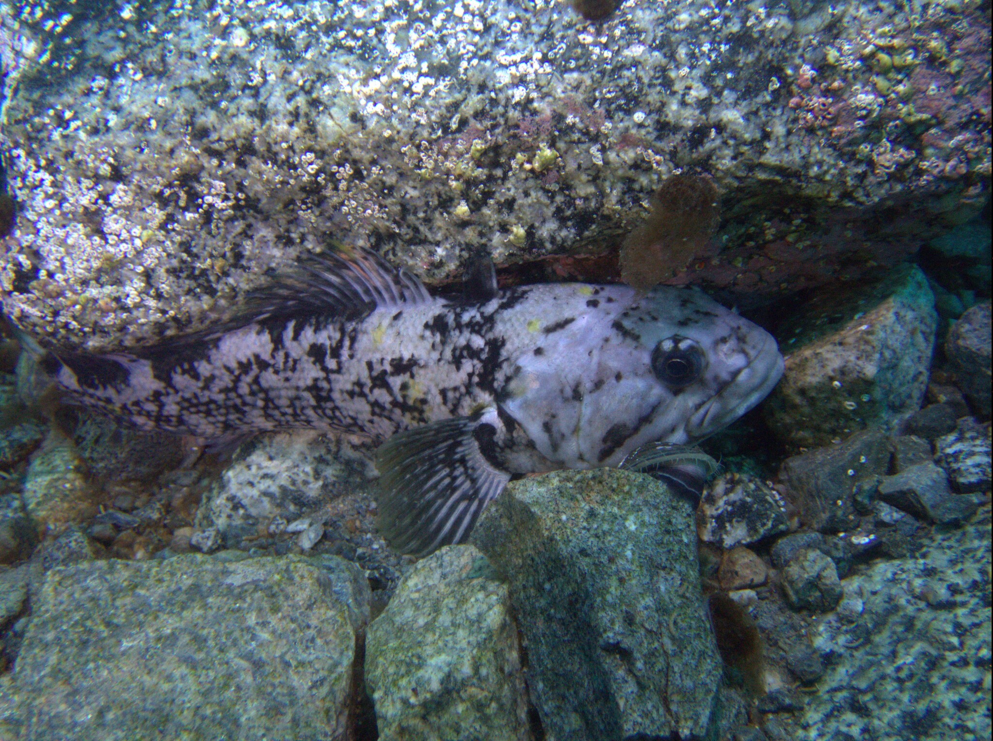 Striped Rockcod