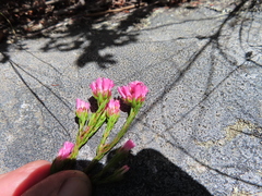 Erica bracteolaris