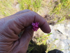 Erica bracteolaris