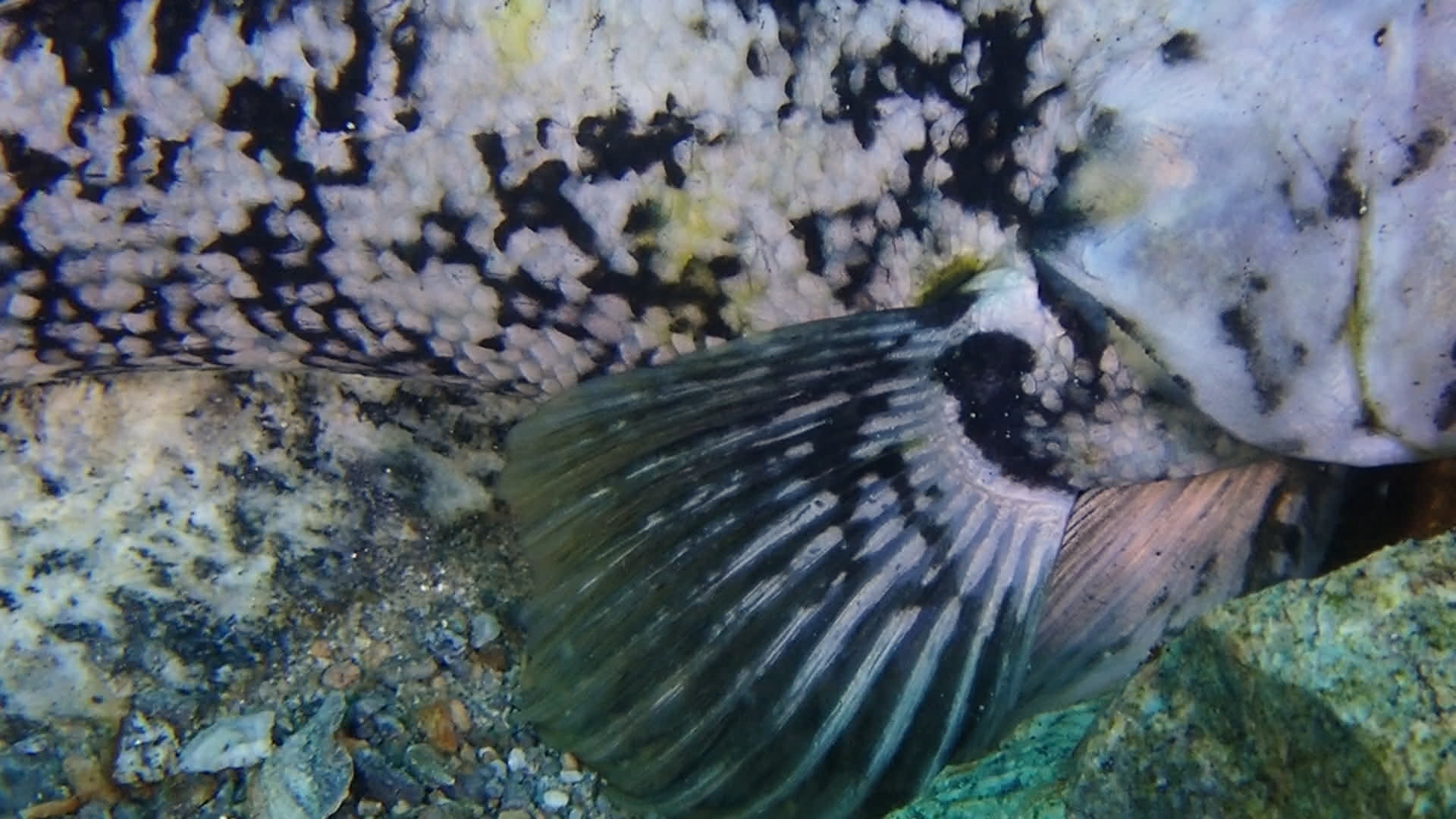Striped Rockcod photo 2