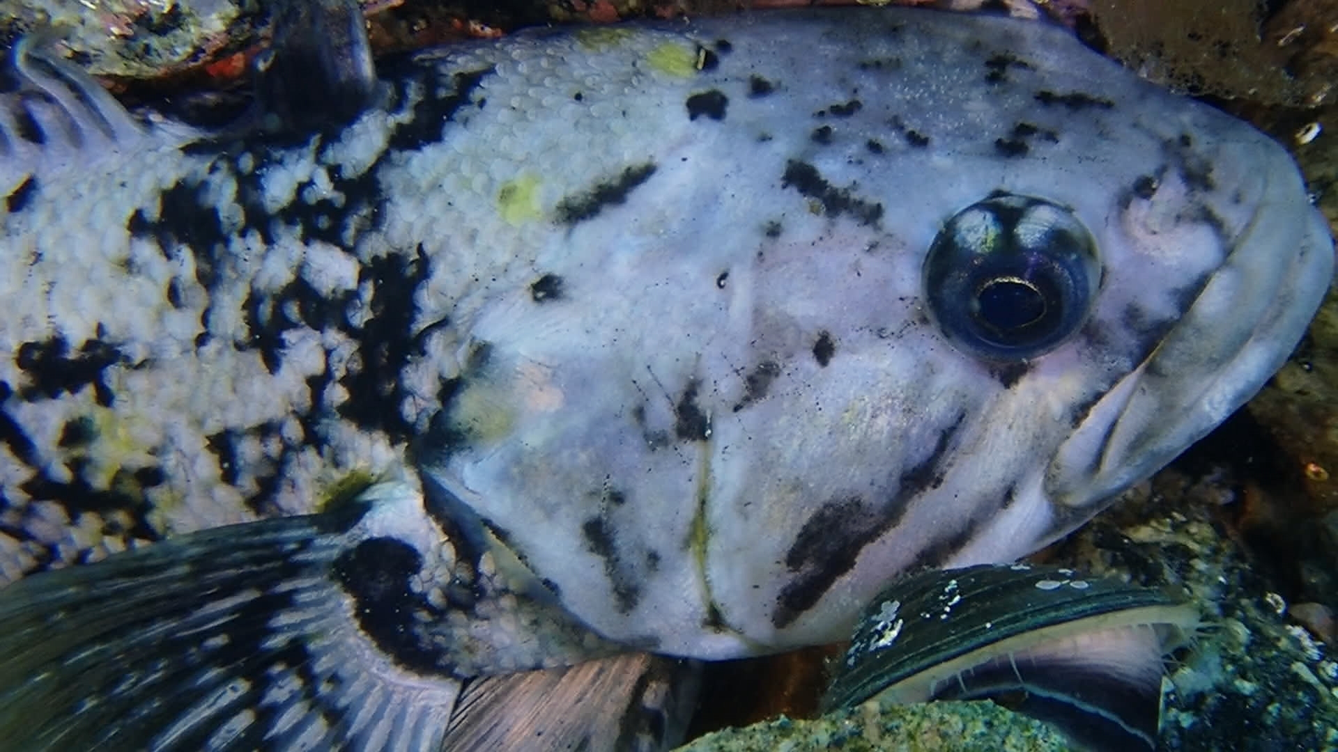 Striped Rockcod photo 3