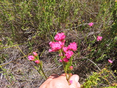 Erica bracteolaris