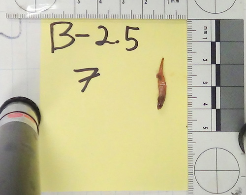 School bass (Schultzea beta) — Serranidae