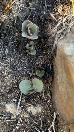 Ceropegia swazica